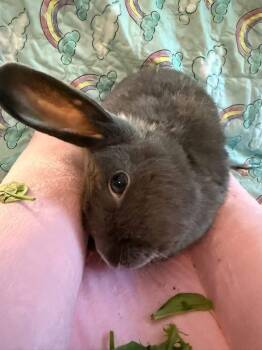 Rescue New Zealand Rabbits for Adoption in Saint Charles, Missouri - Beanie Baby | PetCurious