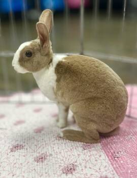 Rescue Dutch Rabbits for Adoption in Riverside, California - Naan | PetCurious