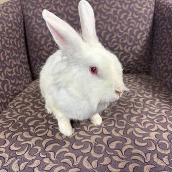 Esmerelda -  Lionhead and Mixed Breed Rabbit Available for Adoption in Gansevoort, New York - Esmerelda | PetCurious