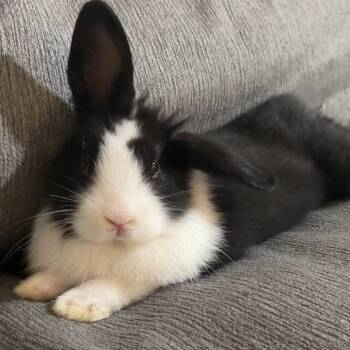 Ollie -  Dutch Rabbit for Adoption in Columbia, Missouri - Ollie | PetCurious