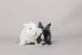 Samantha & Carrie -  Angora Rabbit Rabbit Available for Adoption in Westerville, Ohio - Samantha & Carrie | PetCurious