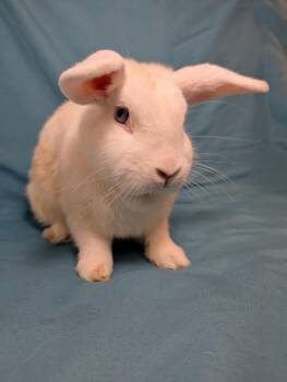 Kenai -  Lop Eared Rabbit for Adoption in Lake Elsinore, California - Kenai | PetCurious