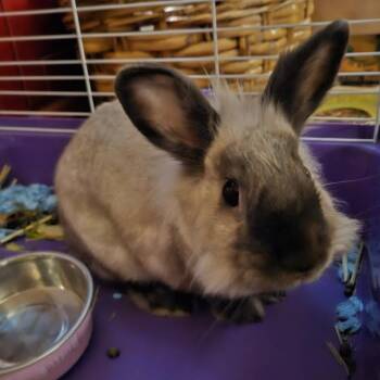 Rescue Himalayan and Lionhead Rabbits for Adoption in South Elgin, Illinois - Olaf | PetCurious