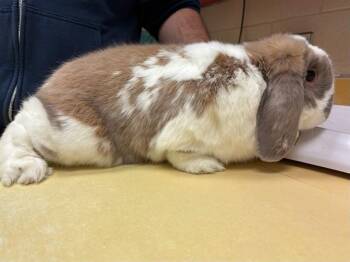 Bunny Rabbit and Holland Lop Rabbits Available for Adoption in Colorado Springs, Colorado - BROWNIE | PetCurious
