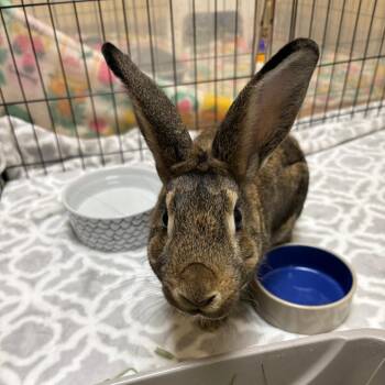 Otter Pop -  Bunny Rabbit Rabbit for Adoption in Richmond, California - Otter Pop | PetCurious