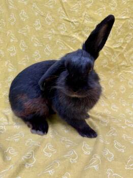 Rescue Lop Eared Rabbits for Adoption in Gainesville, Florida - Omar | PetCurious