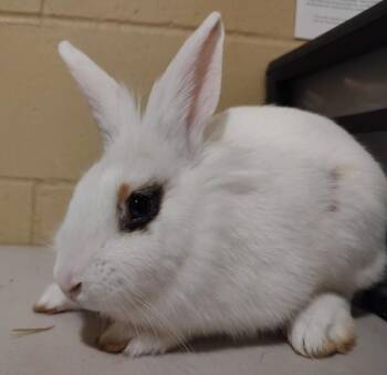 Yahtzee! -  Lionhead Rabbit for Adoption in Vancouver, Washington - Yahtzee! | PetCurious