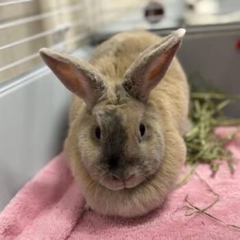 Matrix -  American Rabbit for Adoption in Gloucester, Virginia - Matrix | PetCurious