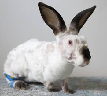 Morus -  Rex and Californian Rabbit for Adoption in Great Neck Plaza, New York - Morus | PetCurious