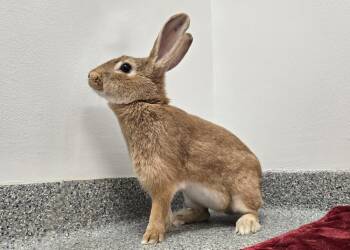 Bunny Rabbit Rabbits Available for Adoption - Noella | PetCurious