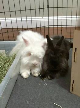 BeBe and Jetta -  Angora Rabbit and Lionhead Rabbit for Adoption in Melbourne, Florida - BeBe And Jetta | PetCurious