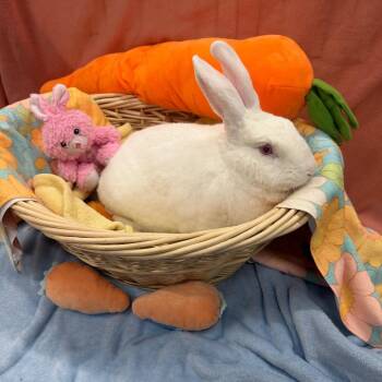 American Rabbits Available for Adoption - Zion | PetCurious