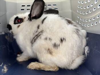 Bunny Rabbit Rabbits Available for Adoption in Derwood, Maryland - KPOP | PetCurious