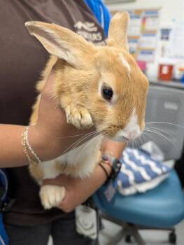 Bunny Rabbit Rabbits Available for Adoption in Camarillo, California - A880317 | PetCurious