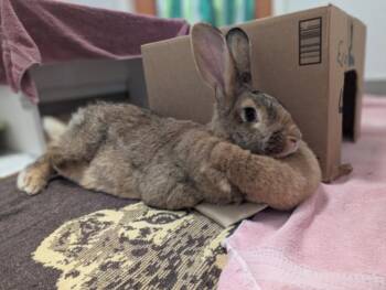 Bunny Rabbit Rabbits Available for Adoption - BUTTER THE FLEMISH GIANT | PetCurious