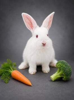 Timothy (smaller) -  American Rabbit for Adoption in Bowling Green, Kentucky - Timothy (smaller) | PetCurious