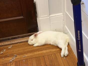 McTwisp -  Bunny Rabbit Rabbit for Adoption in New York, New York - McTwisp | PetCurious