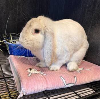 MR. FLOPPY -  Bunny Rabbit Rabbit for Adoption in Tustin, California - MR. FLOPPY | PetCurious