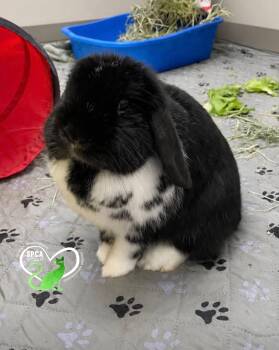 Lucy -  Bunny Rabbit Rabbit for Adoption in Delson, Quebec - Lucy | PetCurious