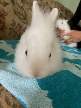 Rescue Lionhead Rabbits for Adoption in Santa Cruz, California - Avery | PetCurious