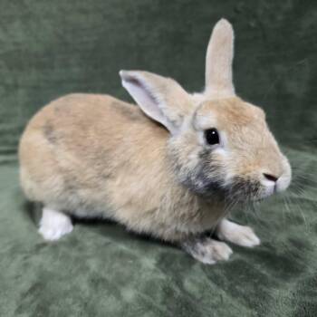 Mr. Bun Bun -  Rex Rabbit for Adoption in Frankfort, Indiana - Mr. Bun Bun | PetCurious