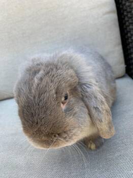 Rescue Holland Lop Rabbits for Adoption in Los Angeles, California - Madame Blueberry | PetCurious