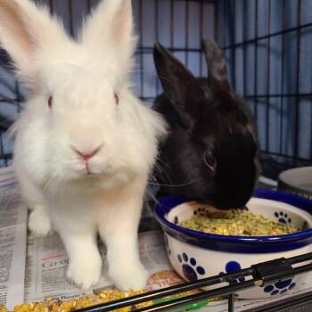 Rescue Bunny Rabbit Rabbits for Adoption in Gansevoort, New York - Louie | PetCurious
