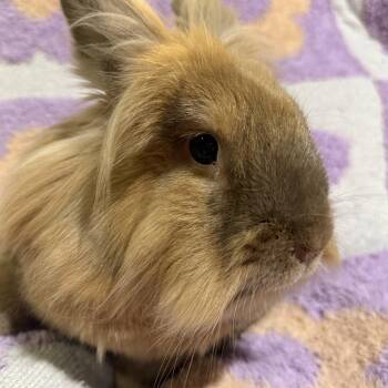 Baby Jeff and Susan -  American Fuzzy Lop Rabbit Available for Adoption in Saint Charles, Missouri - Baby Jeff And Susan | PetCurious
