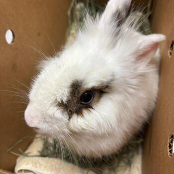Pico de Gallo -  Lionhead Rabbit for Adoption in Richmond, California - Pico De Gallo | PetCurious
