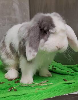 Fluffy -  Holland Lop Rabbit for Adoption in Los Angeles, California - Fluffy | PetCurious