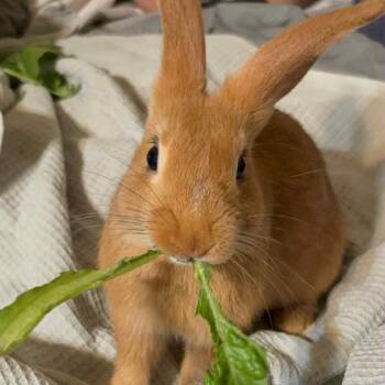 Rescue Bunny Rabbit Rabbits for Adoption in Hampton Bays, New York - Caramel | PetCurious