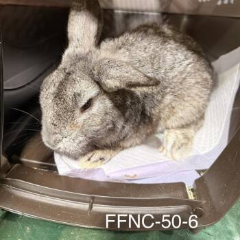 Cosmo -  American Rabbit for Adoption in Winston-salem, North Carolina - Cosmo | PetCurious
