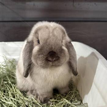 Bella -  Holland Lop Rabbit for Adoption in Pasadena, California - Bella | PetCurious