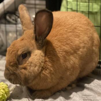 Cinnamon Rabbits Available for Adoption in San Antonio, Texas - Brandy | PetCurious