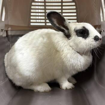 A887187 -  Bunny Rabbit Rabbit for Adoption in Camarillo, California - A887187 | PetCurious