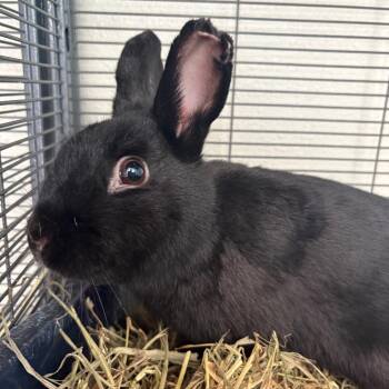 Toasted Marshmallow(bonded to S