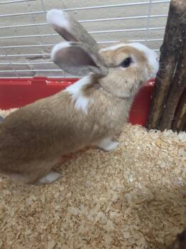 Broccoli -  Bunny Rabbit Rabbit for Adoption in Mississauga, Ontario - Broccoli | PetCurious