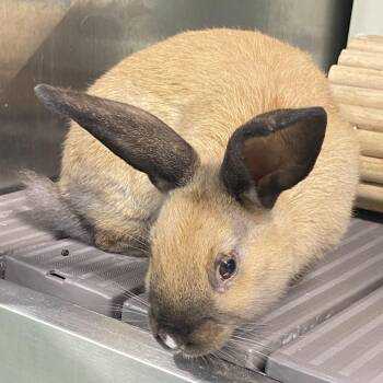 Andy -  American Rabbit for Adoption in Winston-salem, North Carolina - Andy | PetCurious