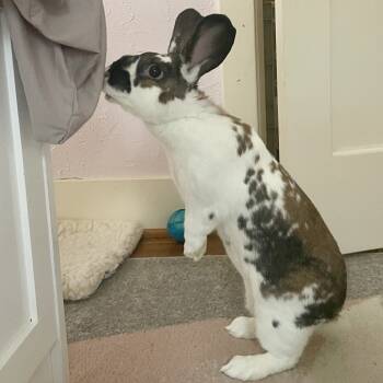 Rescue English Spot Rabbits for Adoption in Richmond, California - Yeti | PetCurious