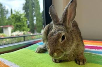 Beetle -  New Zealand Rabbit for Adoption in Portland, Oregon - Beetle | PetCurious
