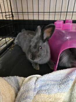 Rescue Lionhead Rabbits for Adoption in Roseville, California - Snap Dragon | PetCurious