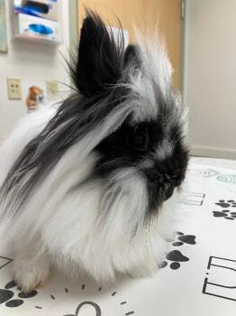Puff Nugget -  Lionhead Rabbit Available for Adoption in Youngstown, Ohio - Puff Nugget | PetCurious