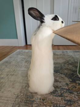 Betty -  English Spot Rabbit for Adoption in Grand Rapids, Michigan - Betty | PetCurious