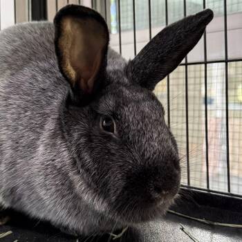 Rescue Champagne Dargent Rabbits for Adoption in West Milford, New Jersey - Tulip | PetCurious
