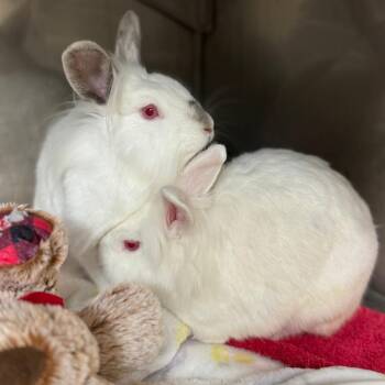 Lionhead Rabbits Available for Adoption in Richmond, California - Celsius | PetCurious