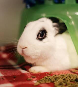 English Spot Rabbits Available for Adoption in Chicago, Illinois - Popsicle | PetCurious