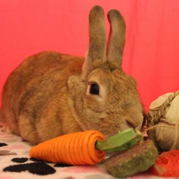 Hibiscus -  Mini Rex Rabbit for Adoption in Yucca Valley, California - Hibiscus | PetCurious