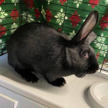 Rex Rabbits Available for Adoption - Mowgli | PetCurious