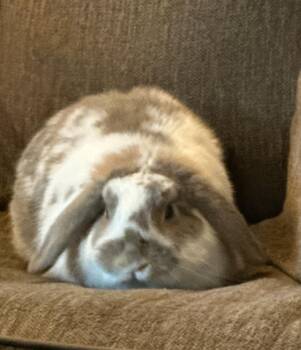 Felix -  Holland Lop Rabbit for Adoption - Felix | PetCurious