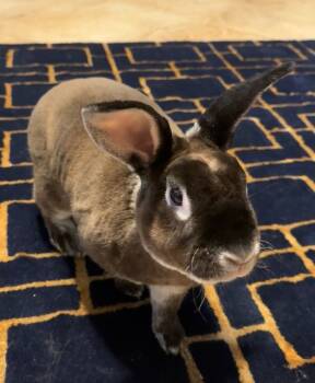 Rescue Rex and Silver Marten Rabbits for Adoption in Wekiwa Springs, Florida - Tuck | PetCurious